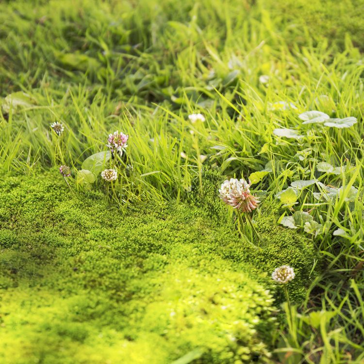 Miniatuur 3